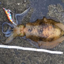 春っぽいですねー♪