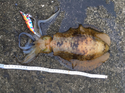 春っぽいですねー♪