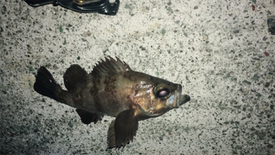 爆風のなか苦労して一匹