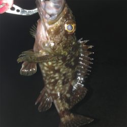 垂水漁港でガシリング！