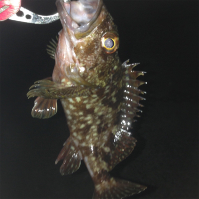 垂水漁港でガシリング！