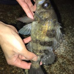 メバルフロートゲーム