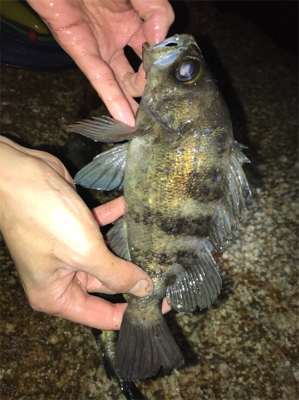 メバルフロートゲーム