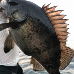 春のあけぼのあじんぐ(釣行 其の拾弐)