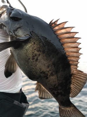 春のあけぼのあじんぐ(釣行 其の拾弐)