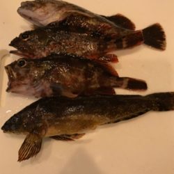 夏泊港 フカセ夜釣り 沈黙。。。