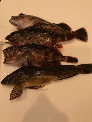 夏泊港 フカセ夜釣り 沈黙。。。