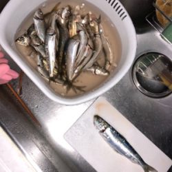 ノマセがダメでも大イワシGET！