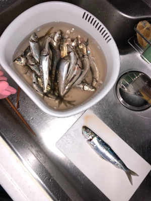 ノマセがダメでも大イワシGET！