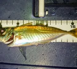 アジだアジだワッショイワッショイ