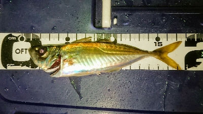 アジだアジだワッショイワッショイ