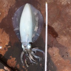 1.5キロオーバー♪