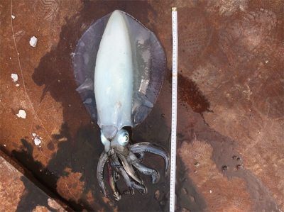 1.5キロオーバー♪