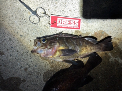 メバルとガシラ