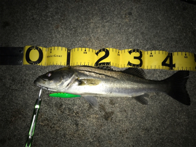 夕マズメから1時間ちょっと