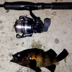 怠慢メバリング