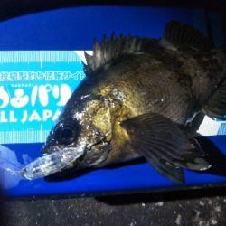 阿南市の椿泊でメバリング