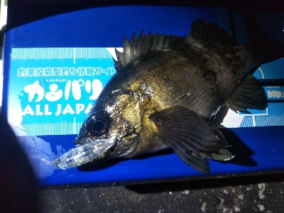 阿南市の椿泊でメバリング