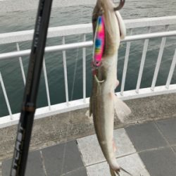 回遊無しです。