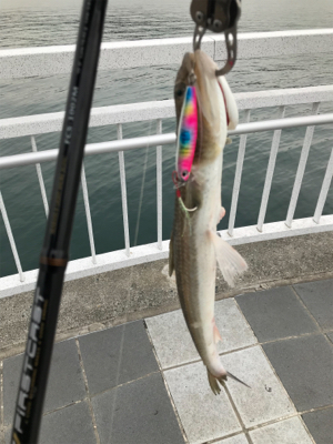 回遊無しです。