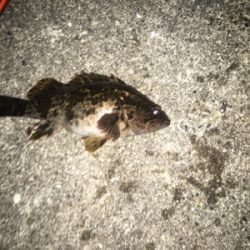 大阪湾ロックフィッシュゲーム