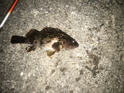 大阪湾ロックフィッシュゲーム