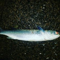 ボラ祭り開催！