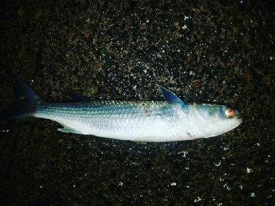 ボラ祭り開催！