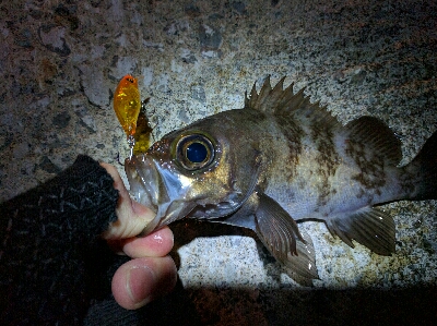 3月メバル・満潮下げ始めに食い気アップ