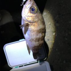 日が悪かった…