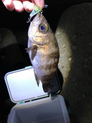 日が悪かった...