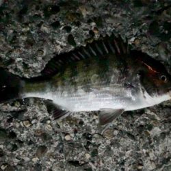 メバリングでチヌ