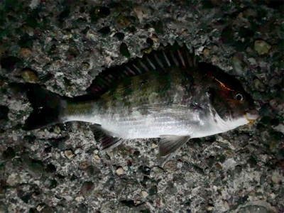 メバリングでチヌ