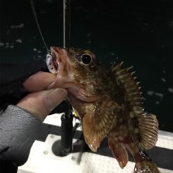 釣り人家ロックフィッシュショート便