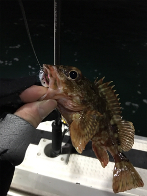 釣り人家ロックフィッシュショート便