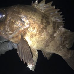 昨年のこの時期を再現できるか？