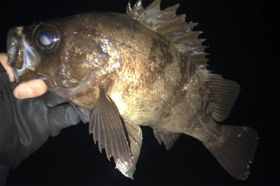 昨年のこの時期を再現できるか？