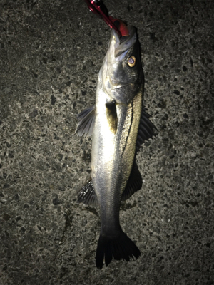 何とかシーバスゲット