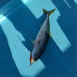 スロージギング