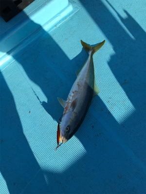 スロージギング