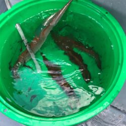 横須賀大津の小川丸さんで沖の瀬のヤリイカ。