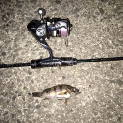 和歌山メバル行脚！