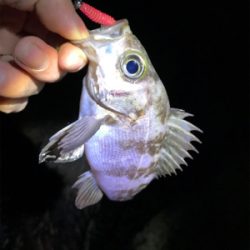 ふぉーる虫をフォール中で