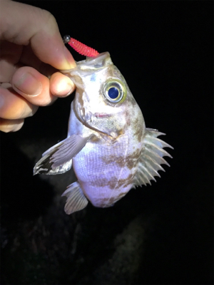 ふぉーる虫をフォール中で