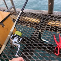 イワシが食べたいから