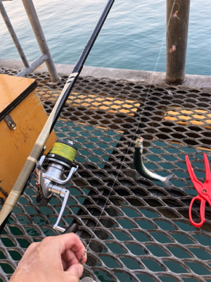 イワシが食べたいから