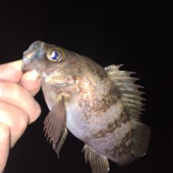 漁港でメバリング