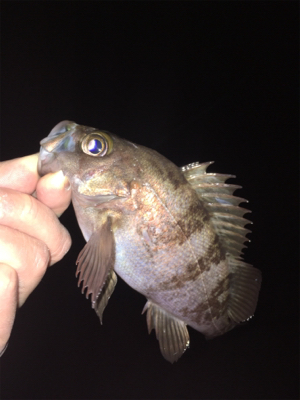 漁港でメバリング