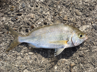 際に湧いてたやつ