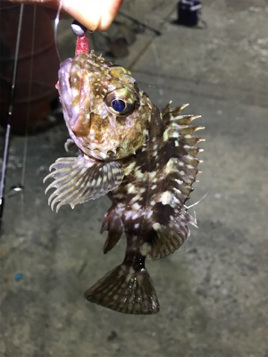 ガッシーに癒されましたー